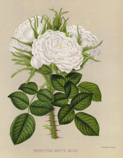 The Rose Garden: Perpetual White Moss by English School